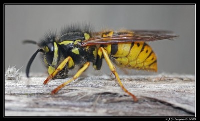 Wasp_by_andy_j_s.jpg