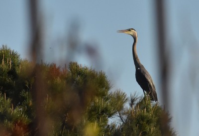 bigBird_DSC_0474.jpg