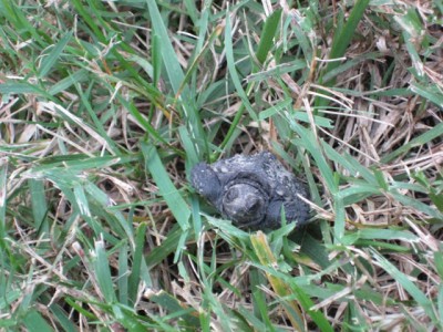 LittleSnapper.jpg (179.26 KiB) Viewed 5373 times LittleSnapper.jpg