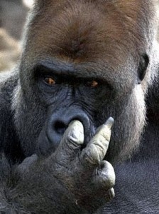 Gorilla-picking-his-nose.jpg