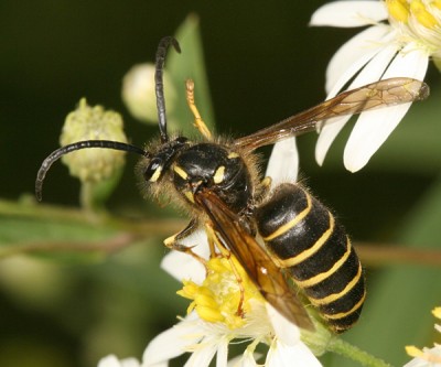 hornet.jpg (277.22 KiB) Viewed 9077 times hornet.jpg