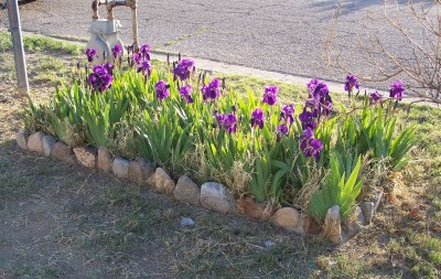 MyIrises.jpg (139.6 KiB) Viewed 114 times MyIrises.jpg