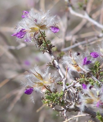 5-12-13_flowers.jpg (192.27 KiB) Viewed 4260 times I can haz floral close up.