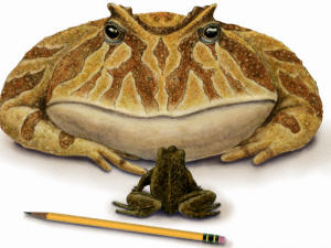 grenouille-geante.jpg