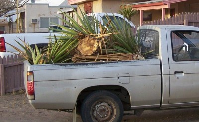 TruckSpanishDagger.jpg