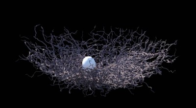 BirdNest.jpg