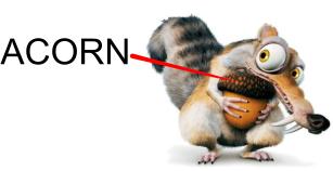 acorn.jpg