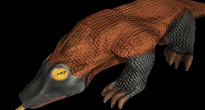 komodo_LW_1 copy.jpg