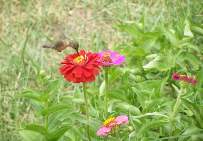 HummingBirdZenia_8-23-15.jpg (162.87 KiB) Viewed 4664 times HummingBirdZenia_8-23-15.jpg