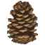 3Dpinecone.gif