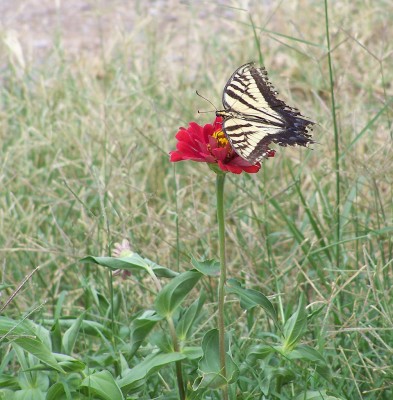 ButterflyZenia_1_8-23-15.jpg (180.4 KiB) Viewed 4658 times ButterflyZenia_1_8-23-15.jpg