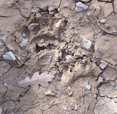 BearTracks.jpg (163.82 KiB) Viewed 5109 times BearTracks.jpg