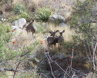 Deer.jpg