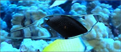 MantaRenderTestDaz_1.jpg (110.24 KiB) Viewed 4577 times Top