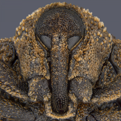 WhatIsItSteinie.png (3.53 MiB) Viewed 7015 times WhatIsItSteinie.png
