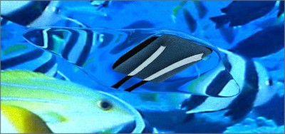 MantaRenderTestDaz_2.jpg (109.52 KiB) Viewed 4577 times Bottom