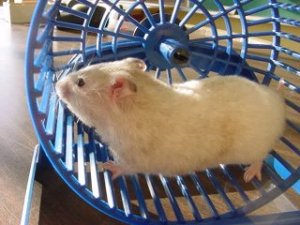 hamster.jpg