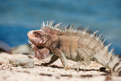 desert-iguana.jpg (86.5 KiB) Viewed 5363 times desert-iguana.jpg