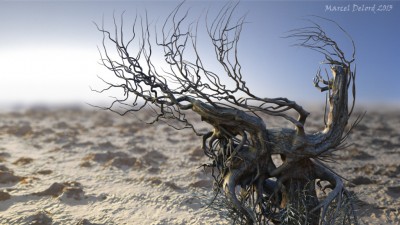 vieil_arbre.jpg