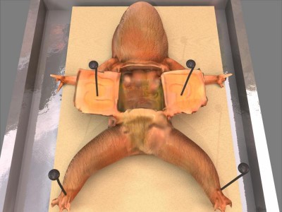 frogstick.jpg