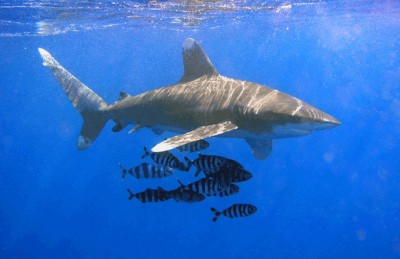 oceanic_whitetip_shark_photo.jpg (90.74 KiB) Viewed 3959 times oceanic_whitetip_shark_photo.jpg