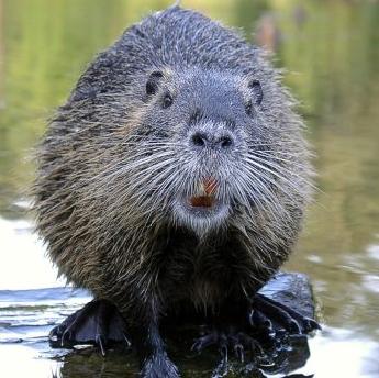 beaver-9238.jpg