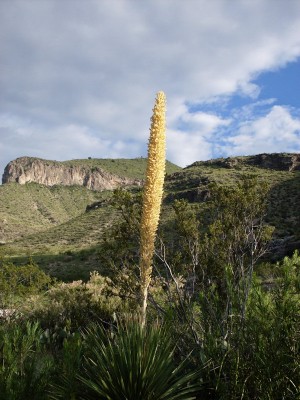 Sotol_1_FM.jpg (150.29 KiB) Viewed 95 times Blooming sotol in canyon near town.