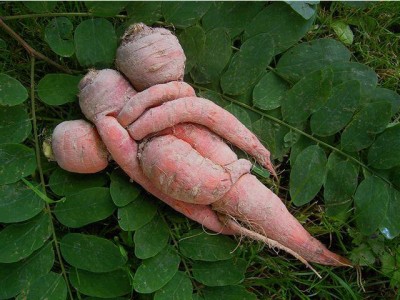 carrots.jpg (113.44 KiB) Viewed 1486 times carrots.jpg