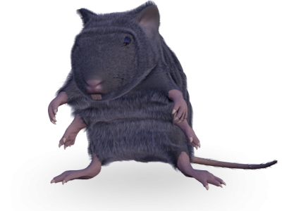 space_rat_01.png